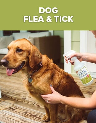 Dog Flea & Tick